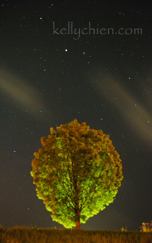 han-tree_sky.jpg