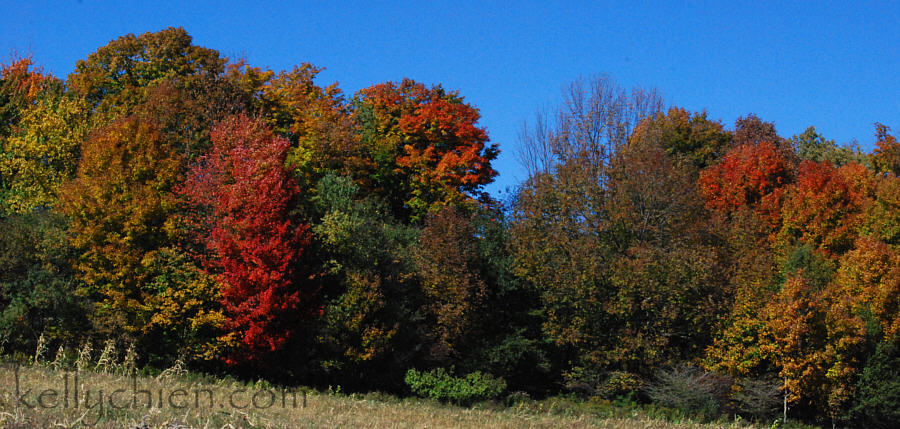 fall_2015-03.jpg