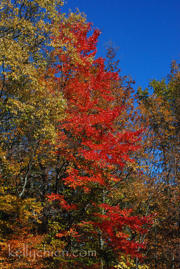 fall_2015-06.jpg