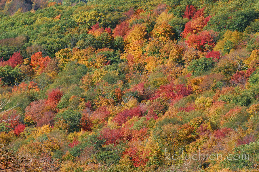 fall_2015-07.jpg
