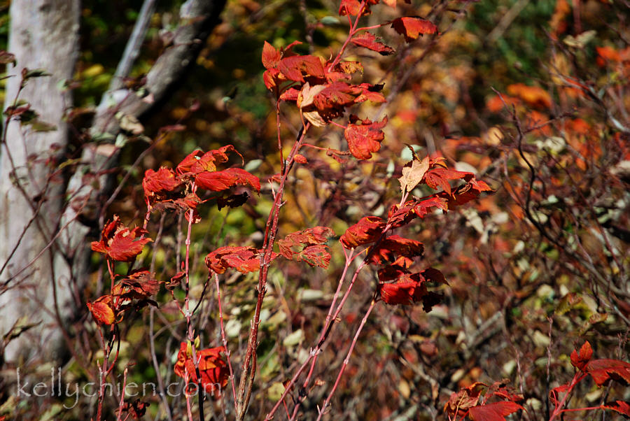 fall_2015-10.jpg