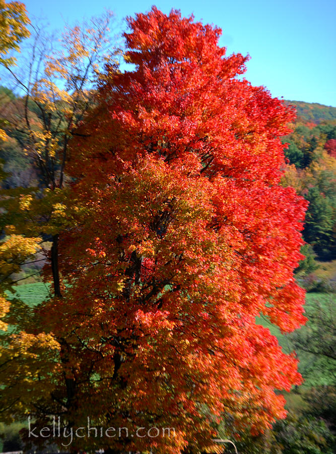 fall_2015-11.jpg