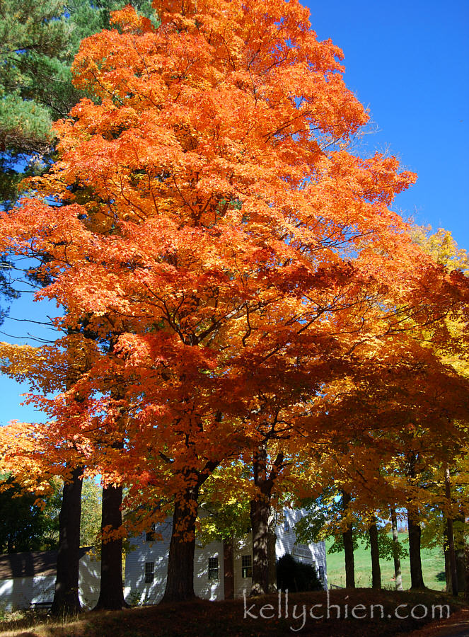 fall_2015-12.jpg