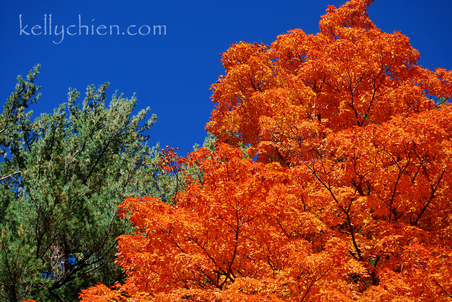 fall_2015-13.jpg