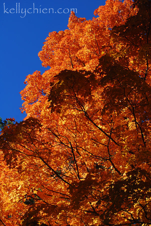 fall_2015-14.jpg