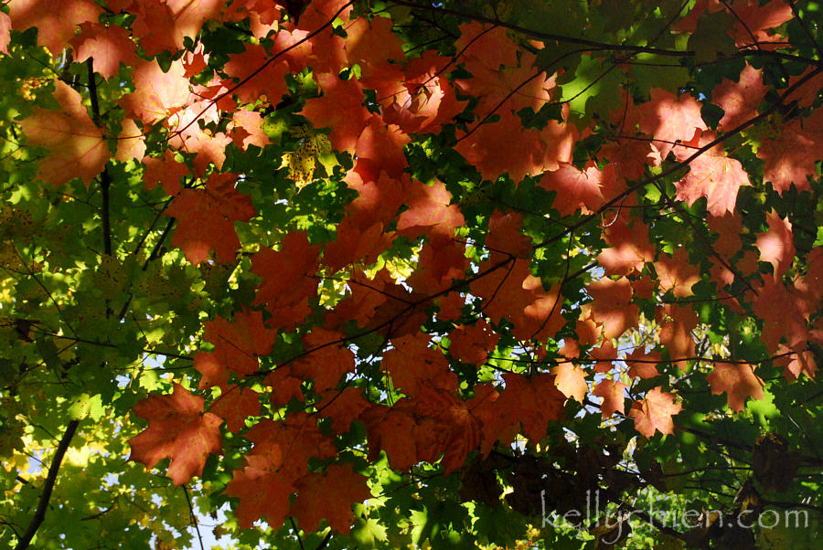 fall_2015-21.jpg