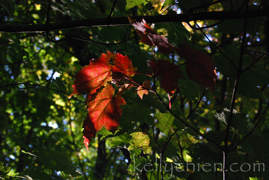 early_autumn_01-m.jpg